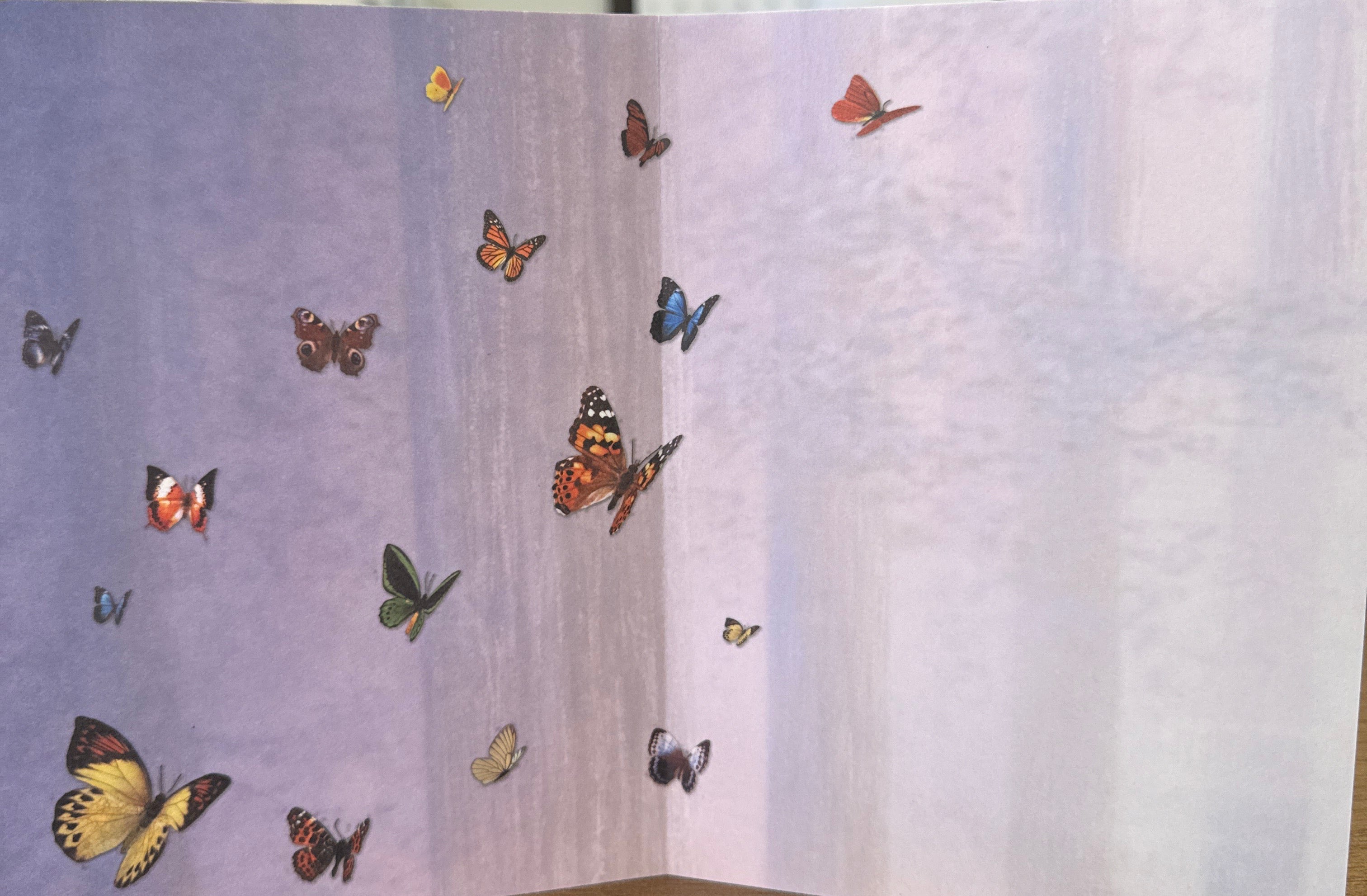 Blank Butterfly Card